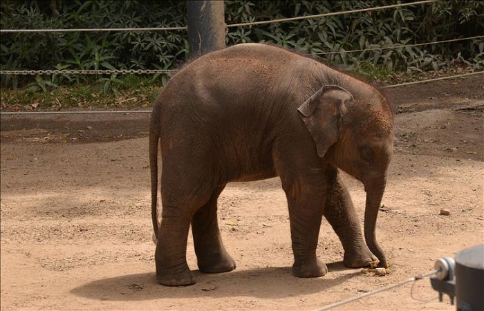 Le Zimbabwe vend ses animaux sauvages menacés par la sécheresse